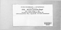 Bremia lactucae image